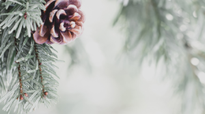 frosty Pine tree cone