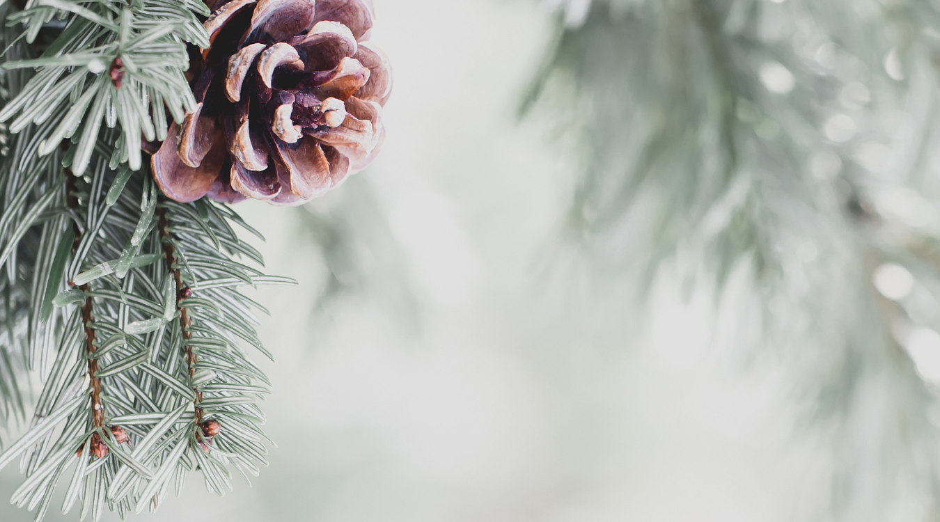 frosty Pine tree cone